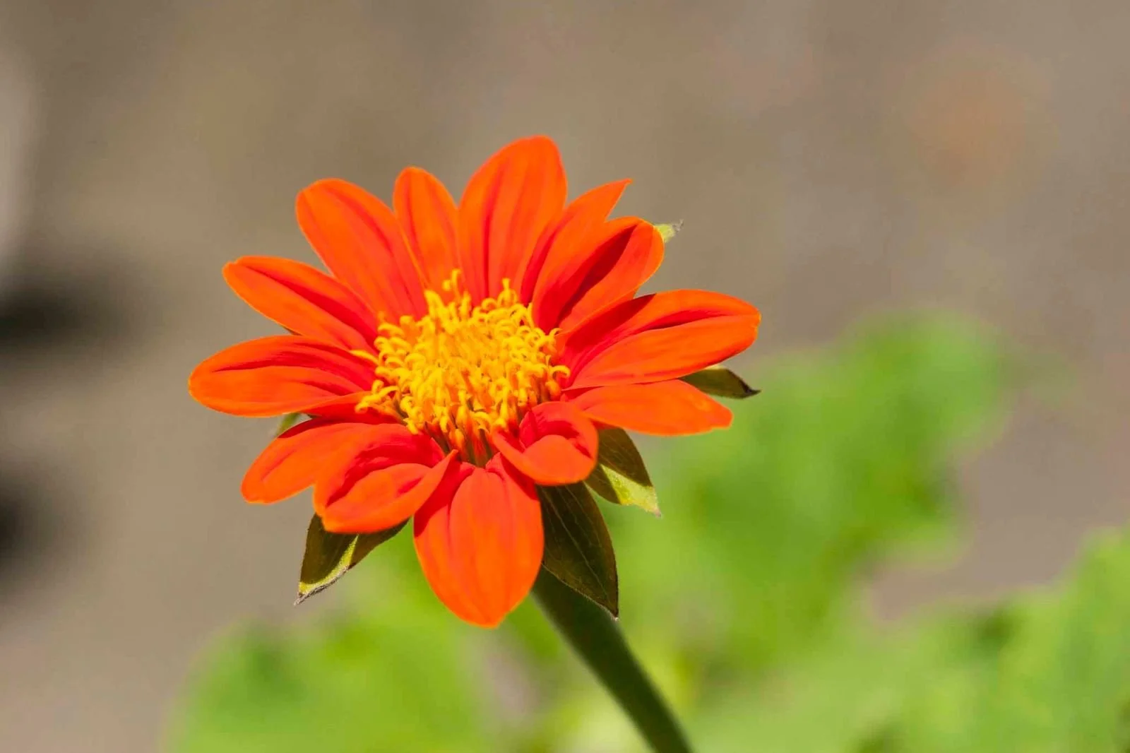 A vibrant orange flower with yellow center petals on a green stem against a blurred background.