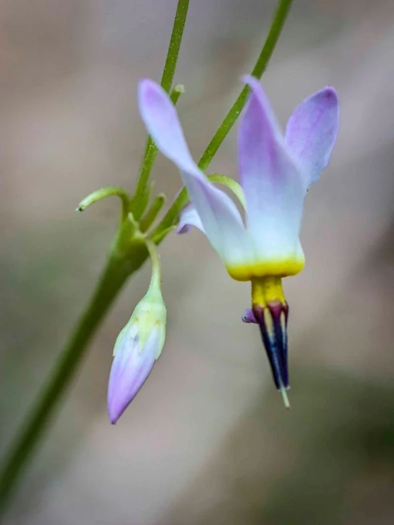 Close-up of a delicate, lavender-colored flower with yellow and purple accents hanging from a green stem, with a blurred background.