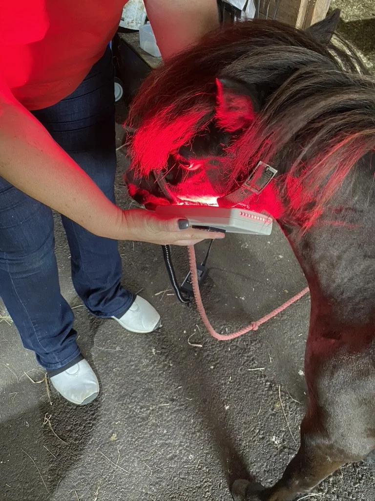 Red light therapy for horses to reduce inflammation and support healing