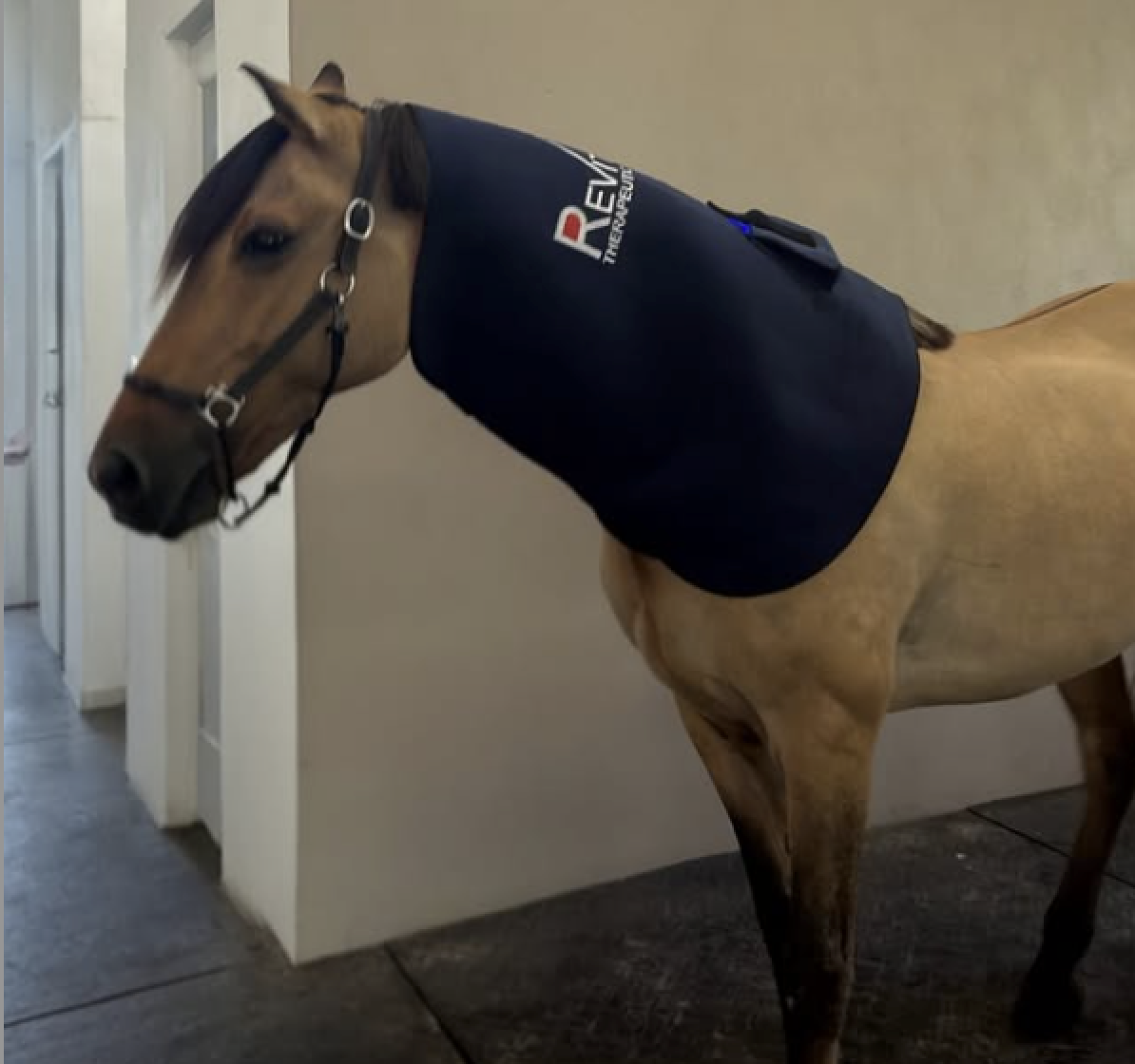 A horse wearing a dark blanket with a RevitaVet logo for Red Light Therapy, standing indoors near a white wall and door.