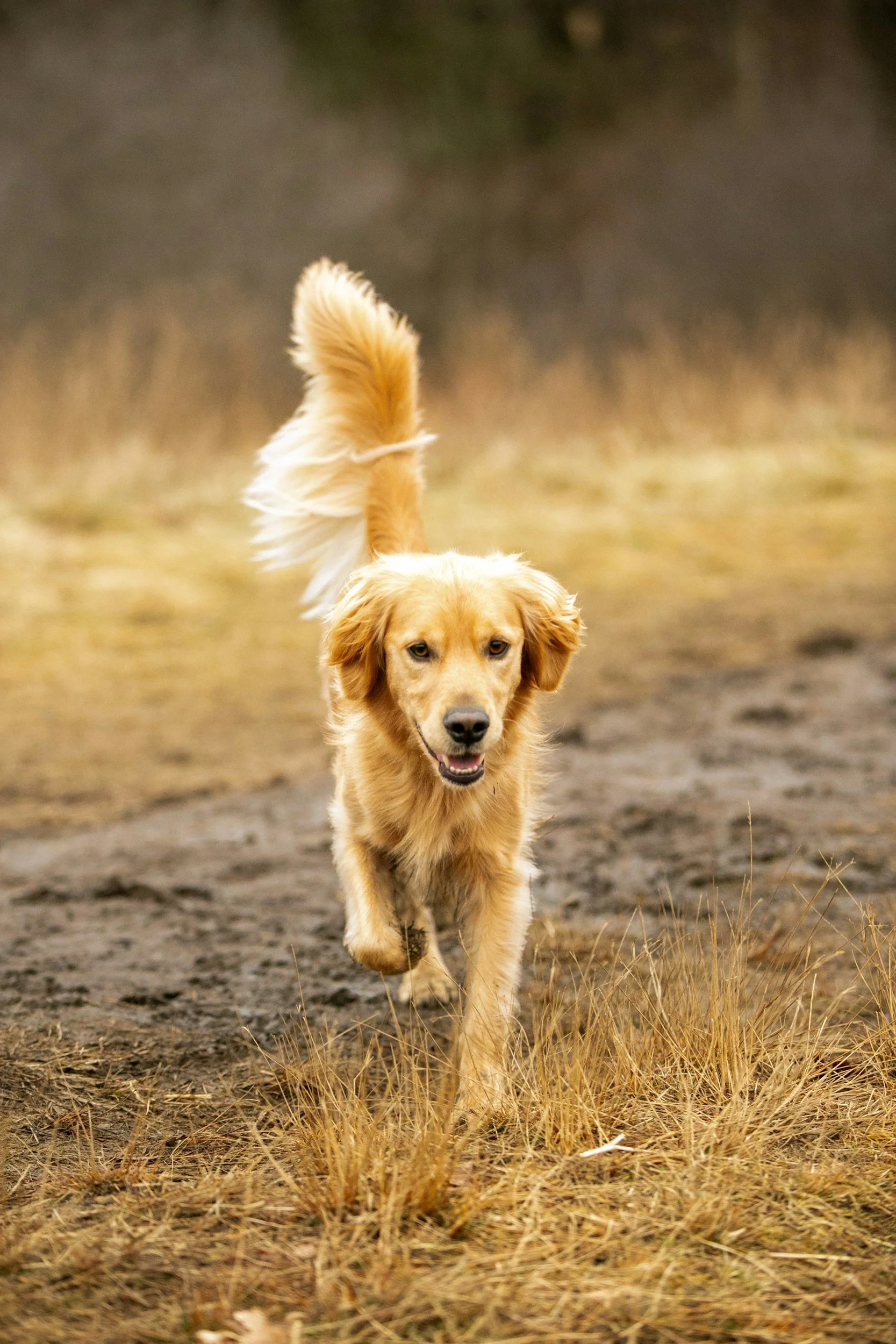 Happy dog running outdoors showing improved mobility and wellness