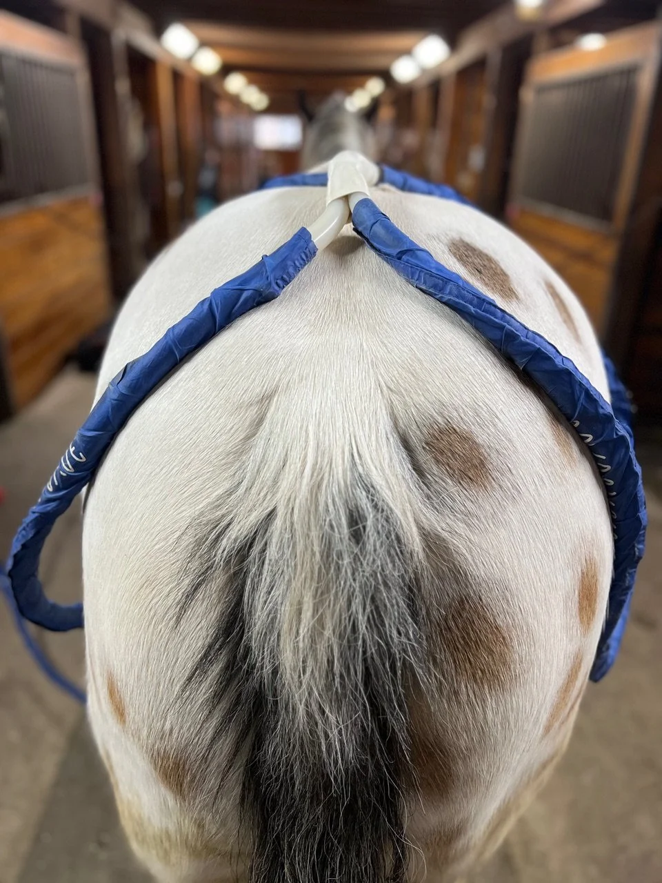 Appaloosa World Show Pre-Sale