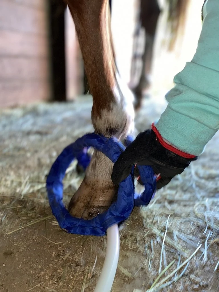 PEMF therapy for horses to improve performance and recovery