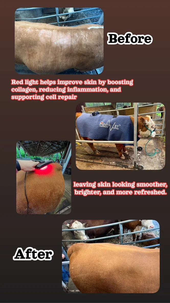 Red light therapy before and after to improve cattle skin appearance