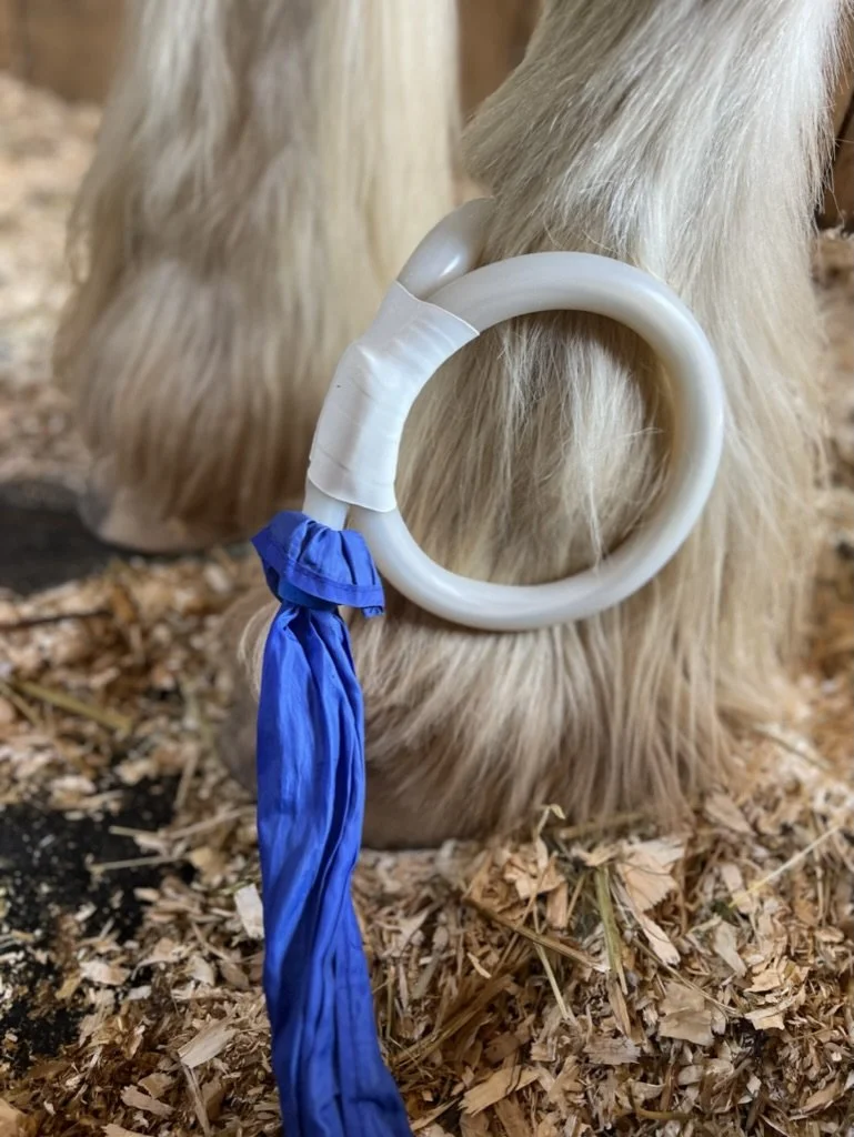 Cattle receiving PEMF therapy to support recovery and mobility