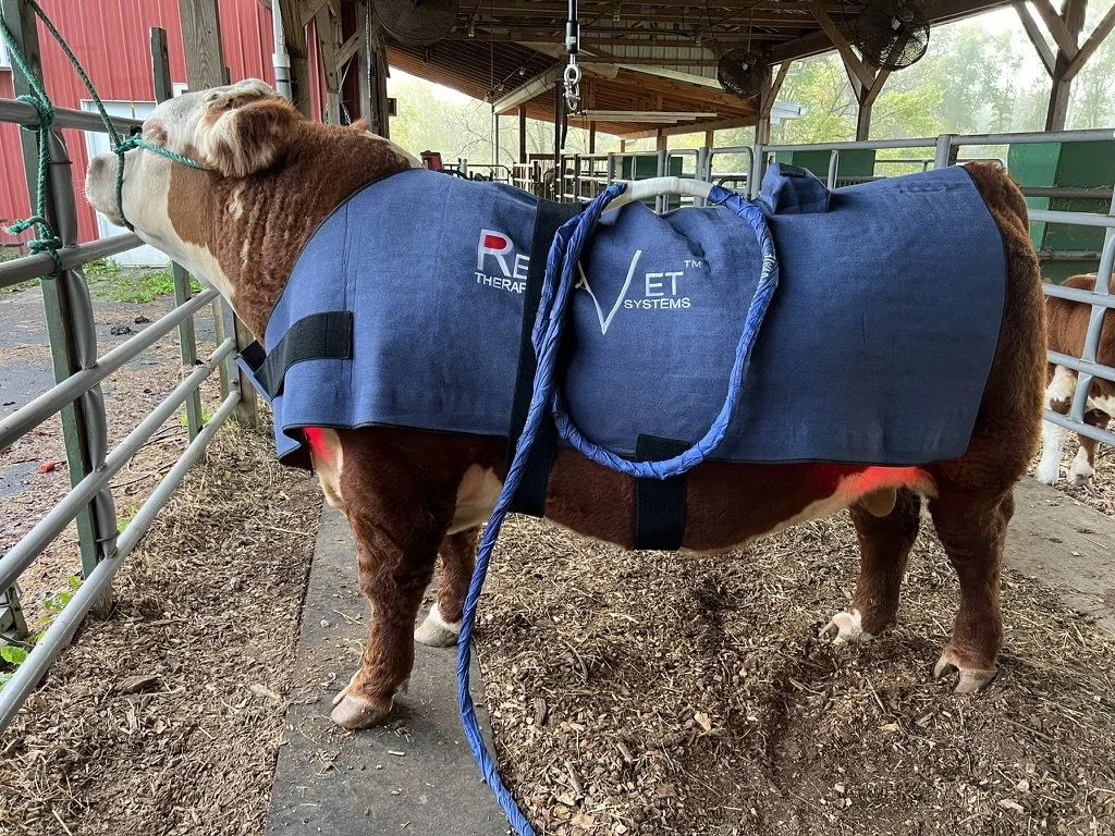 Cow wearing PEMF therapy blanket for recovery and performance support