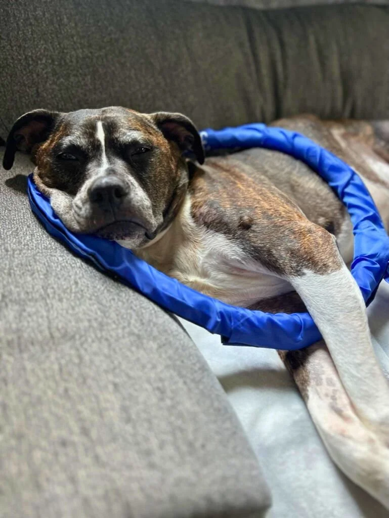 PEMF therapy for dogs and small animals