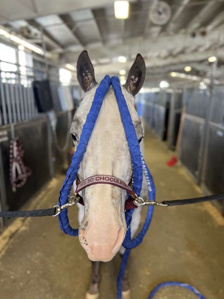 PEMF therapy session for horse using MagnaWave technology