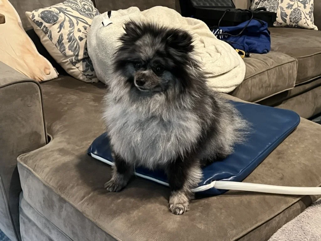 Small dog receiving PEMF therapy session for relaxation and recovery
