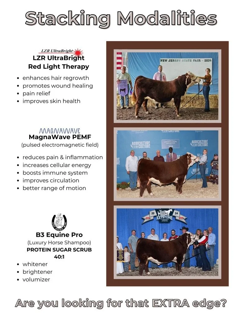 Stacking modalities such as Red light, PEMF, and our protein sugar scrub helps present cattle  at their best for shows.