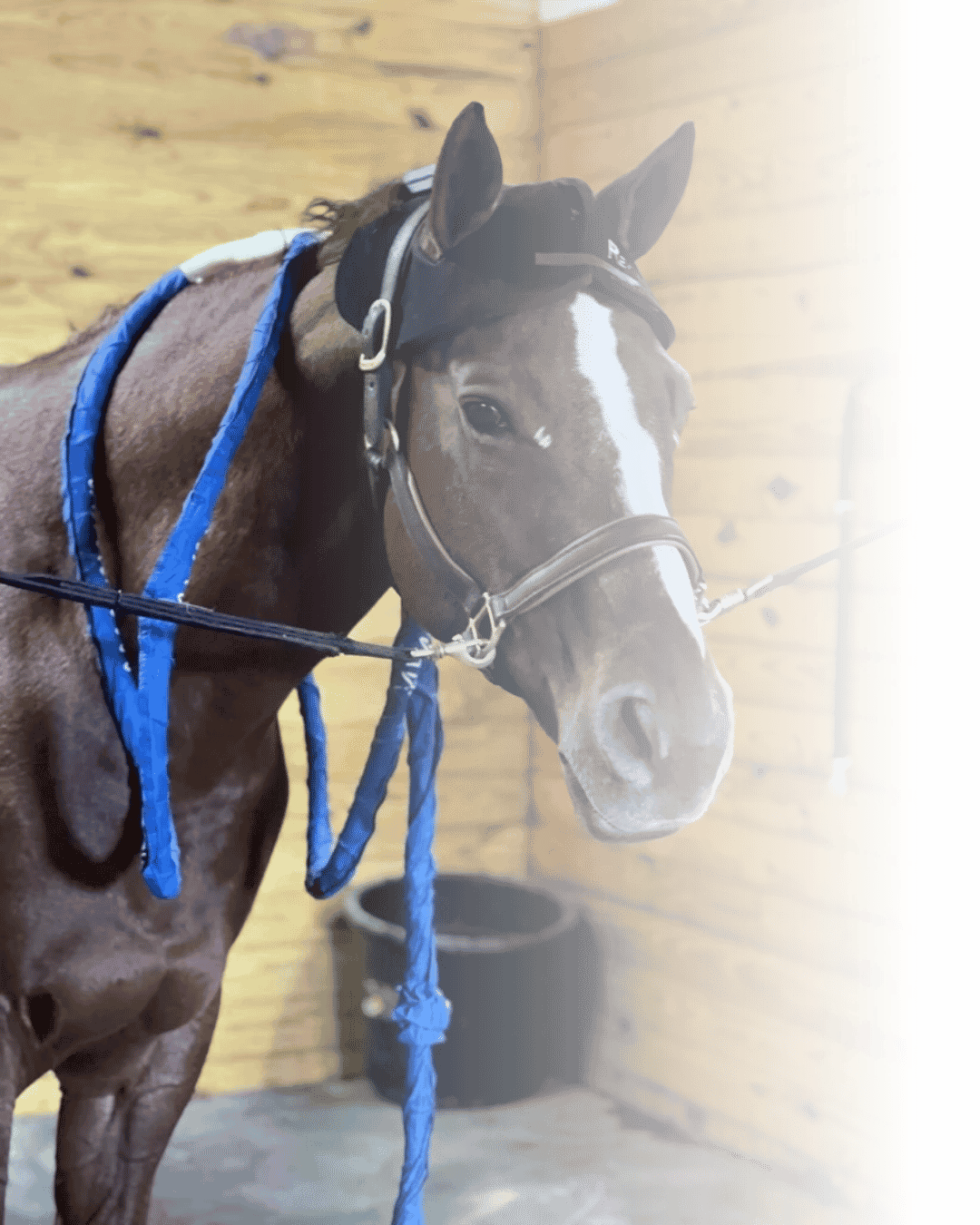 PEMF therapy session for horse using MagnaWave in New Jersey