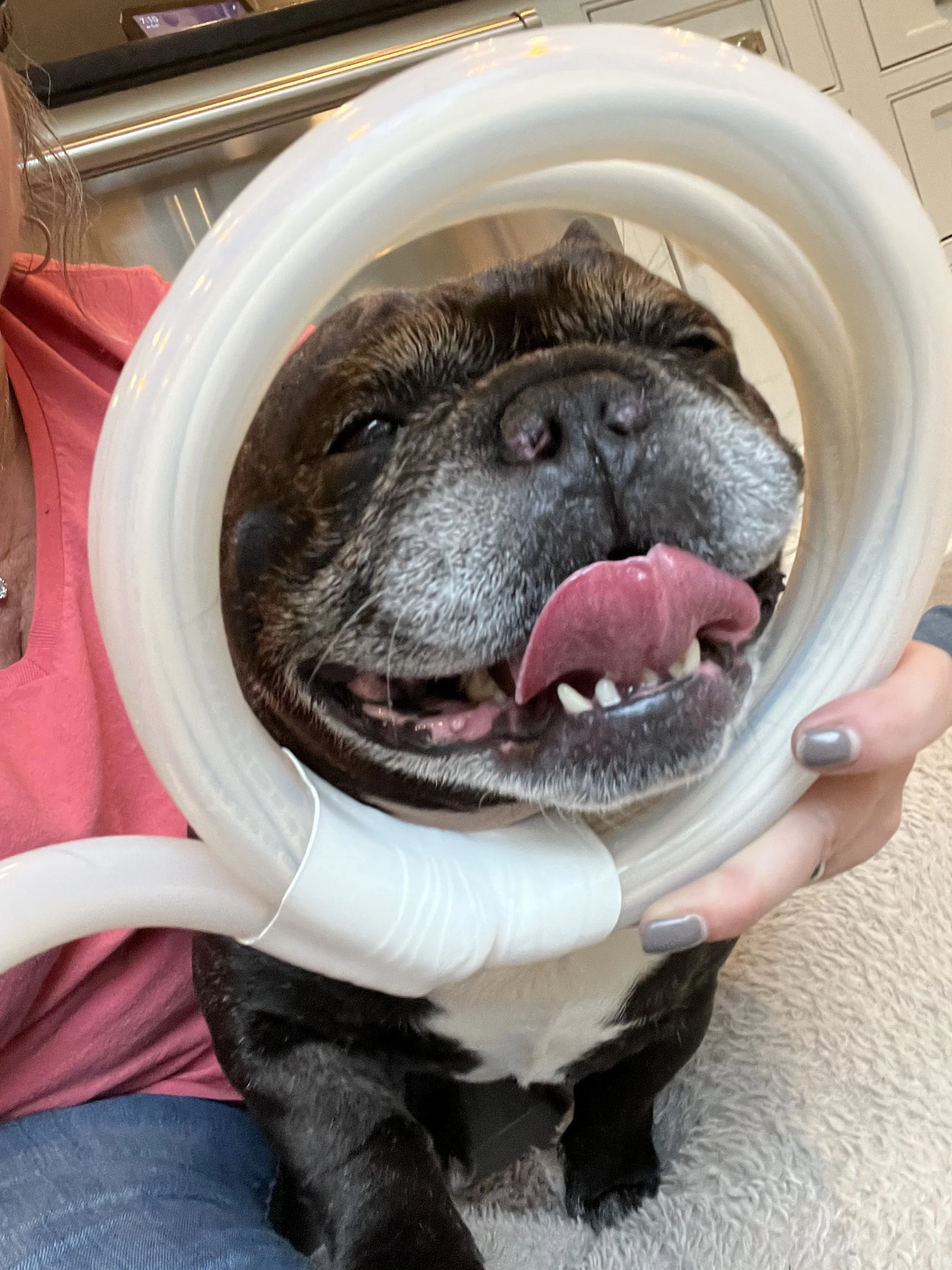 PEMF therapy for dogs to support mobility and arthritis relief