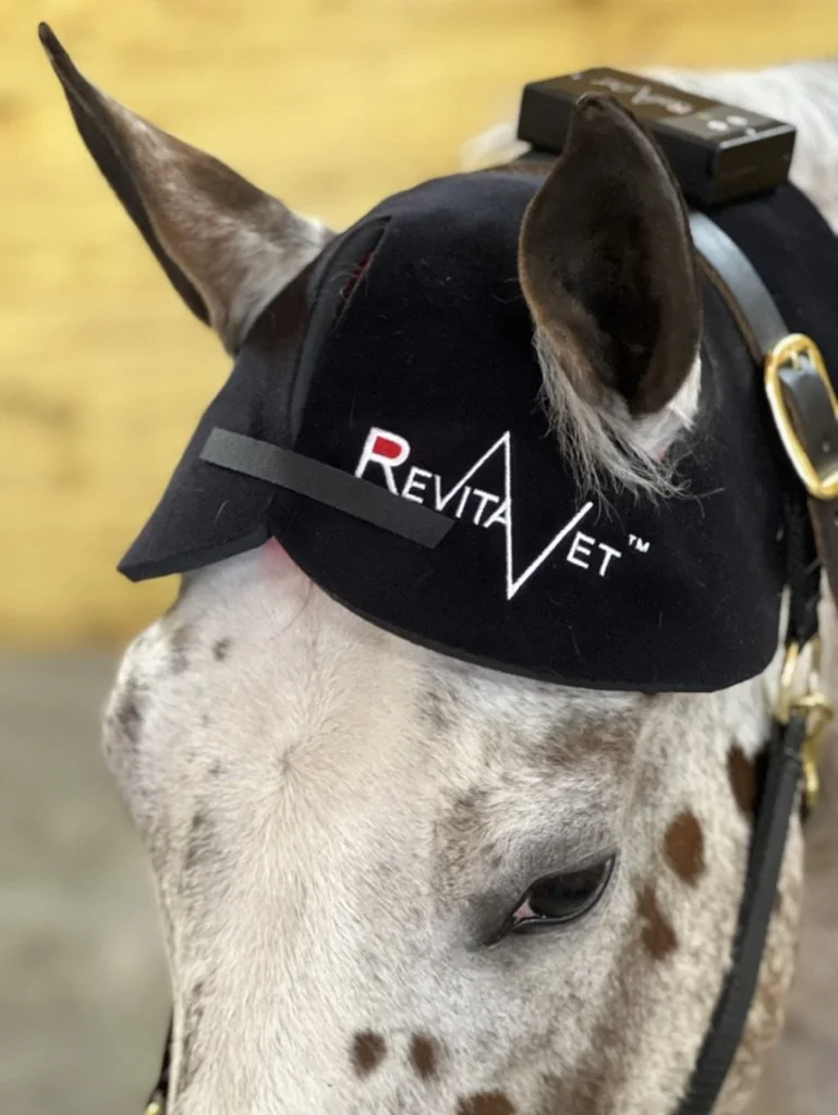 Infrared light therapy for horses to improve circulation and recovery