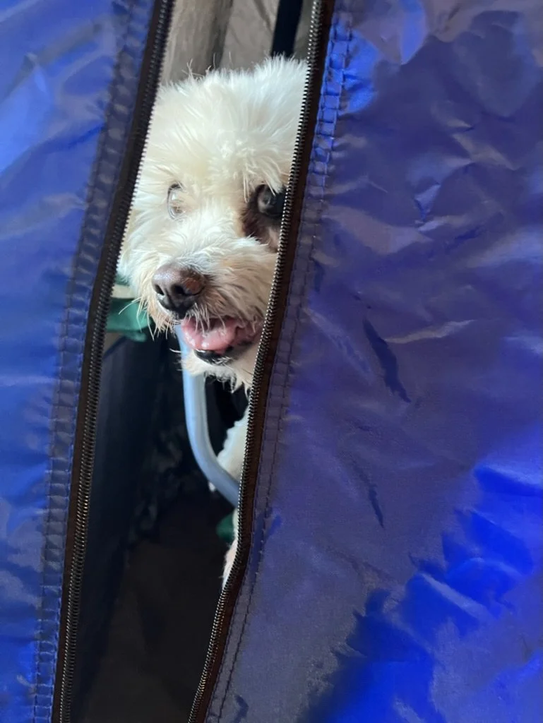 Halotherapy session for dogs to support respiratory health