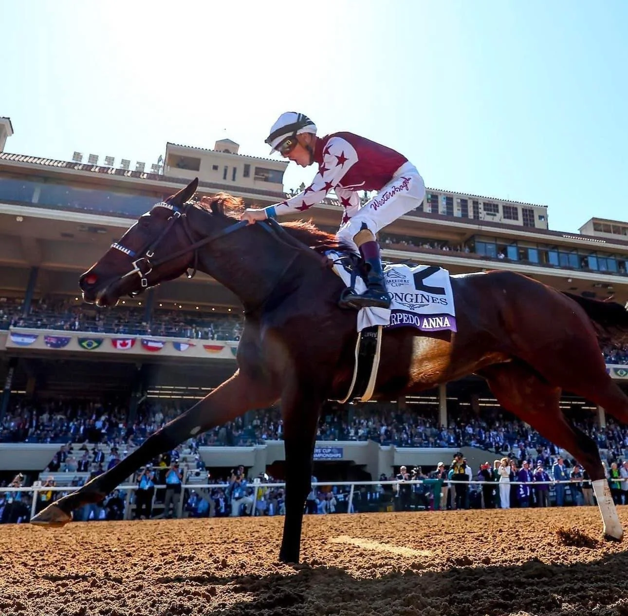 Racehorse and jockey in competition representing equine performance and recovery support