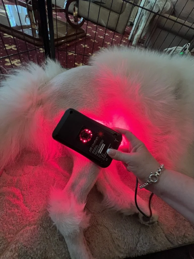 Red light therapy for dogs to reduce inflammation and support healing