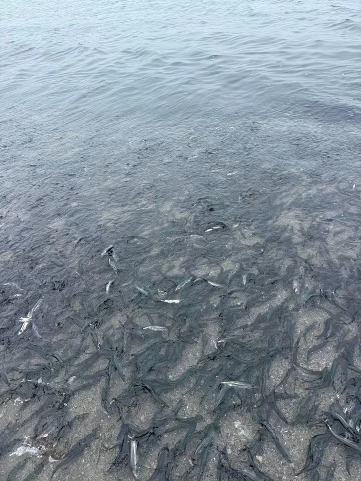 Caplin roll. Photos by Keisha Chambers