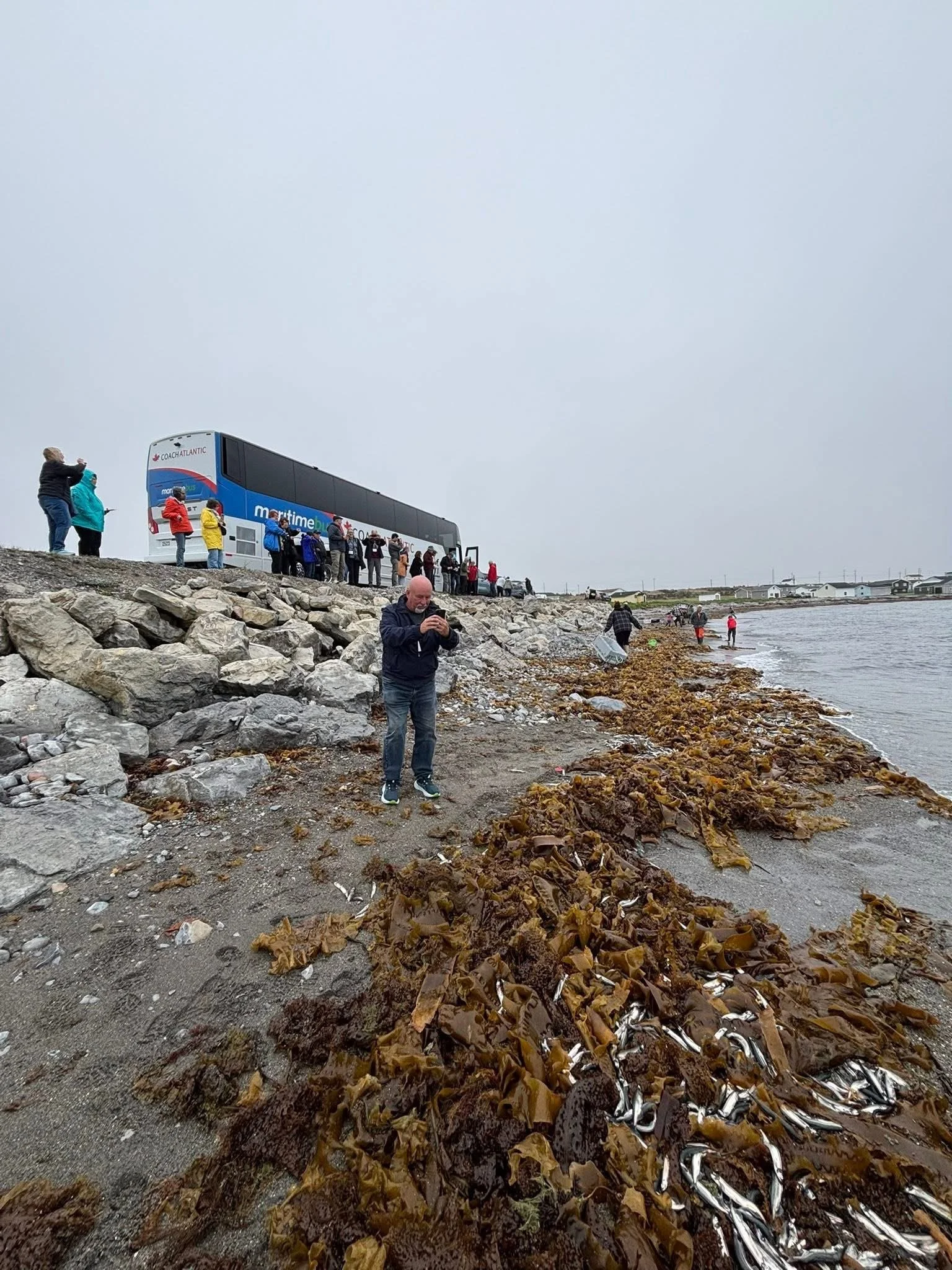 Tourists taking photos of the caplin roll. Photos by Keisha Chambers