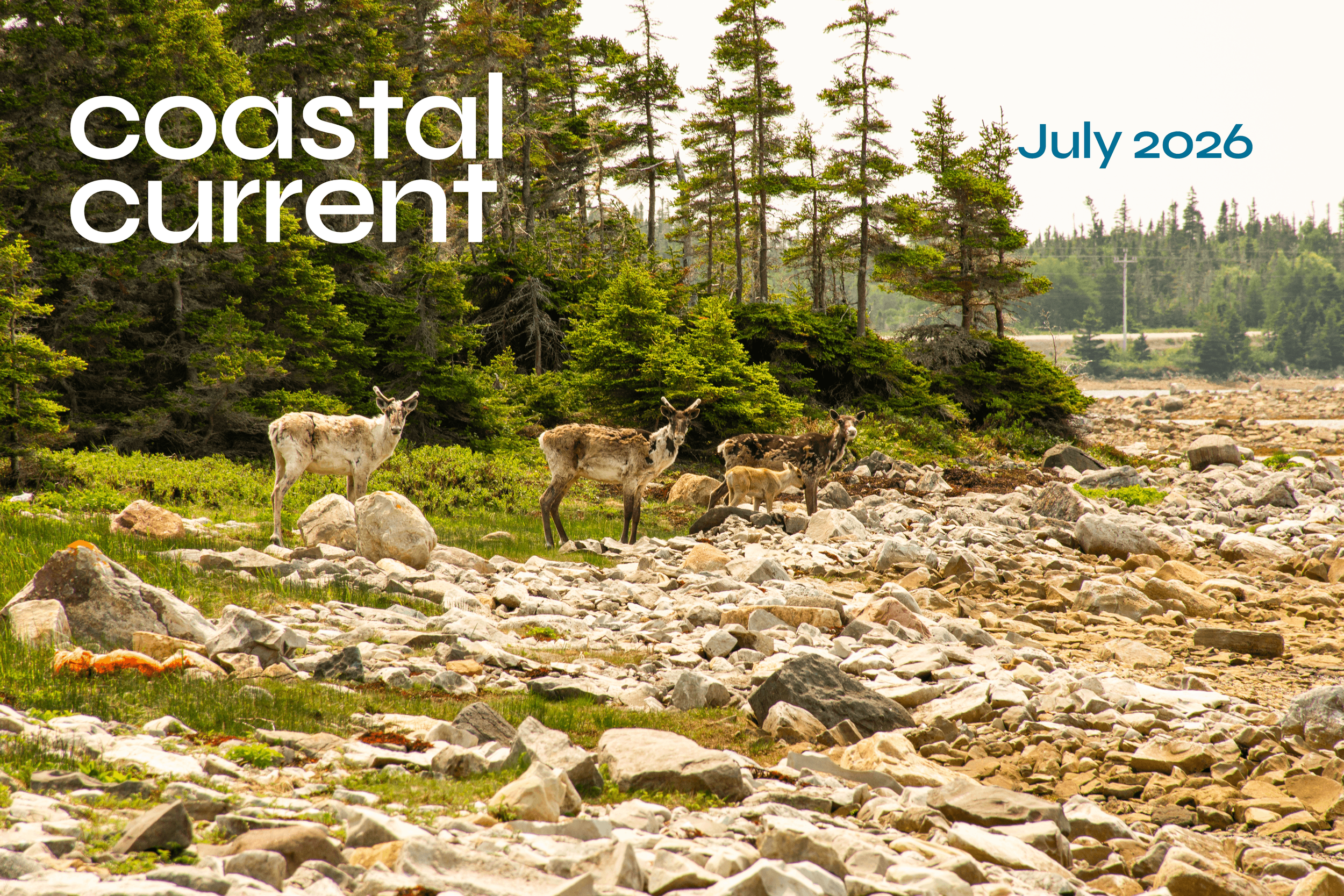 Coastal Current — July 2026