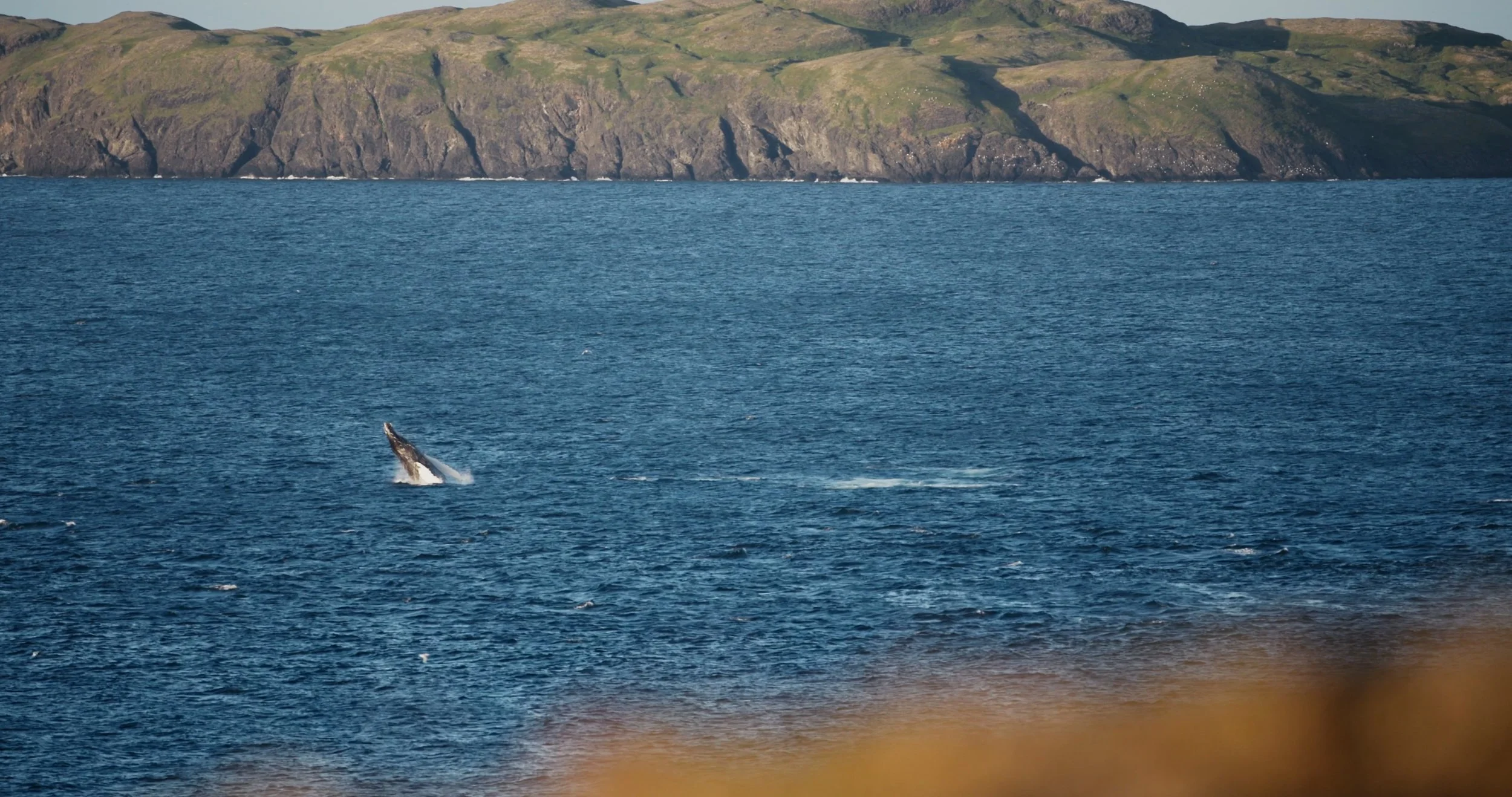 Humpback-Whale_fallback.jpeg