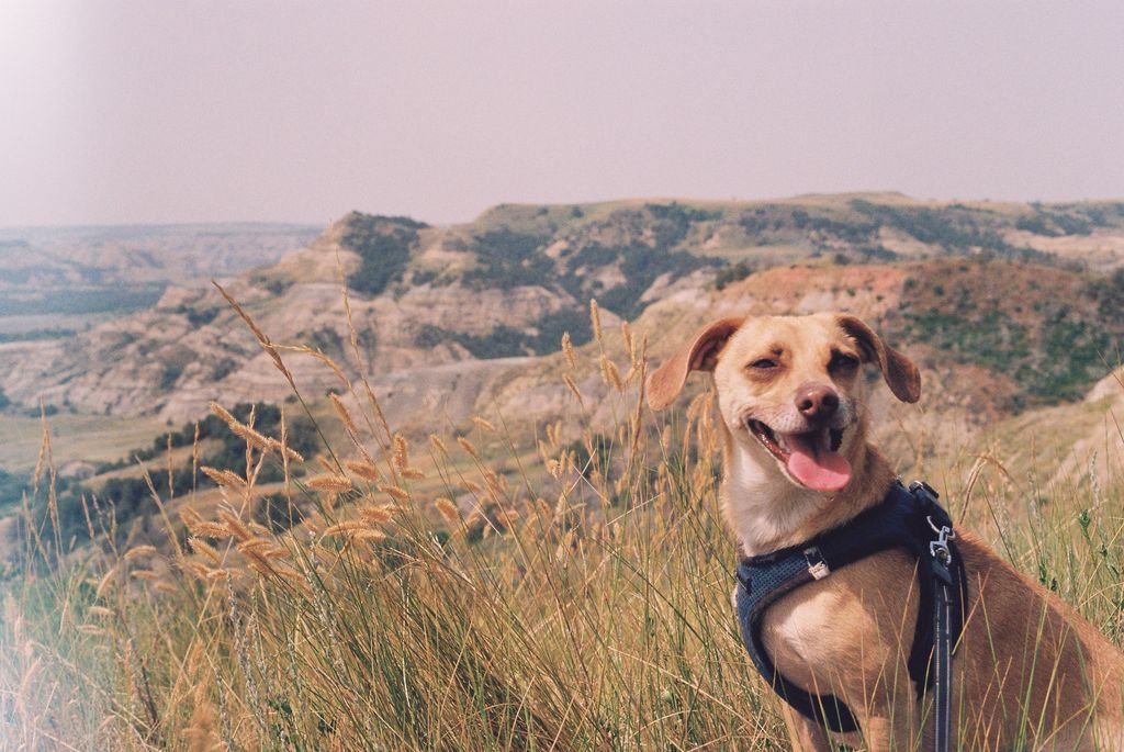 Theodore Roosevelt National Park, North Dakota, USA - 35mm