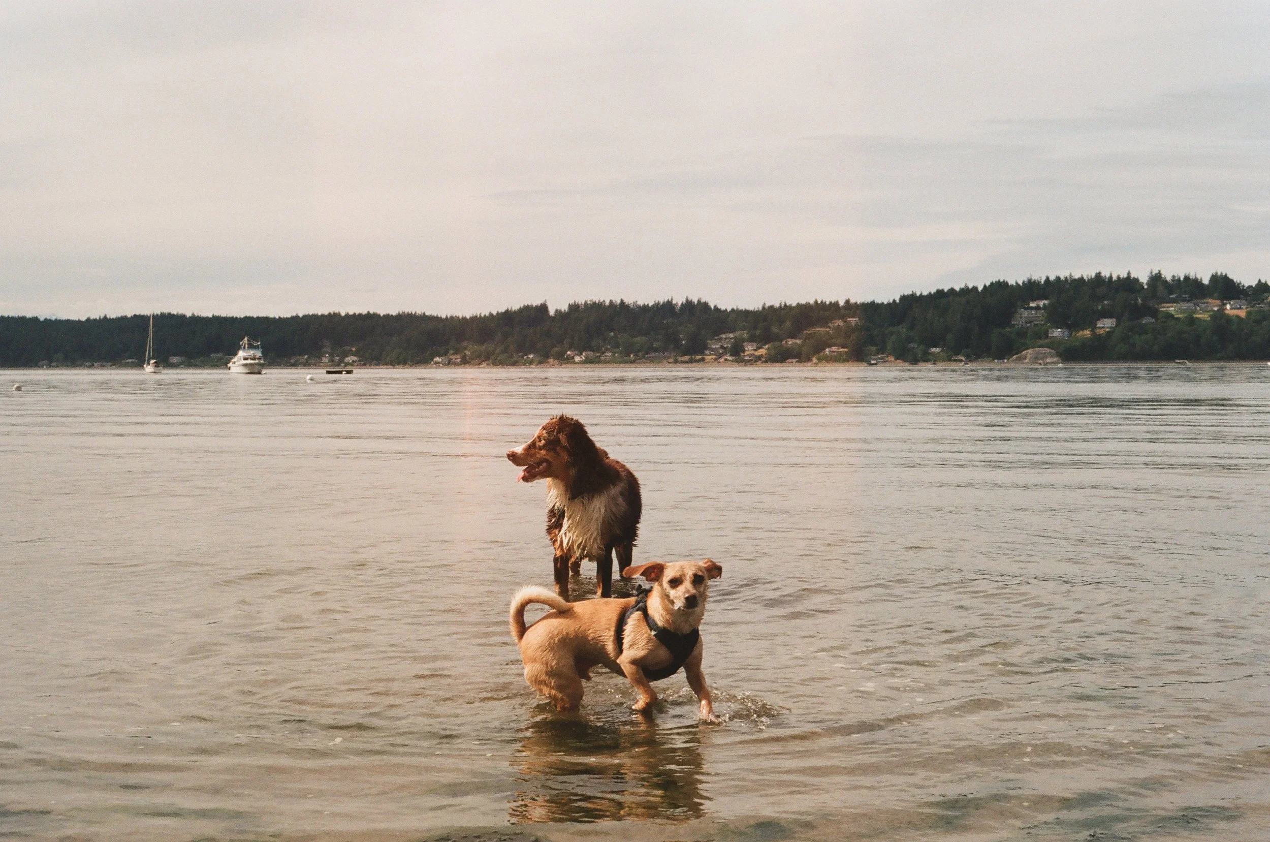 Fox Island, Washington, USA -- 35mm