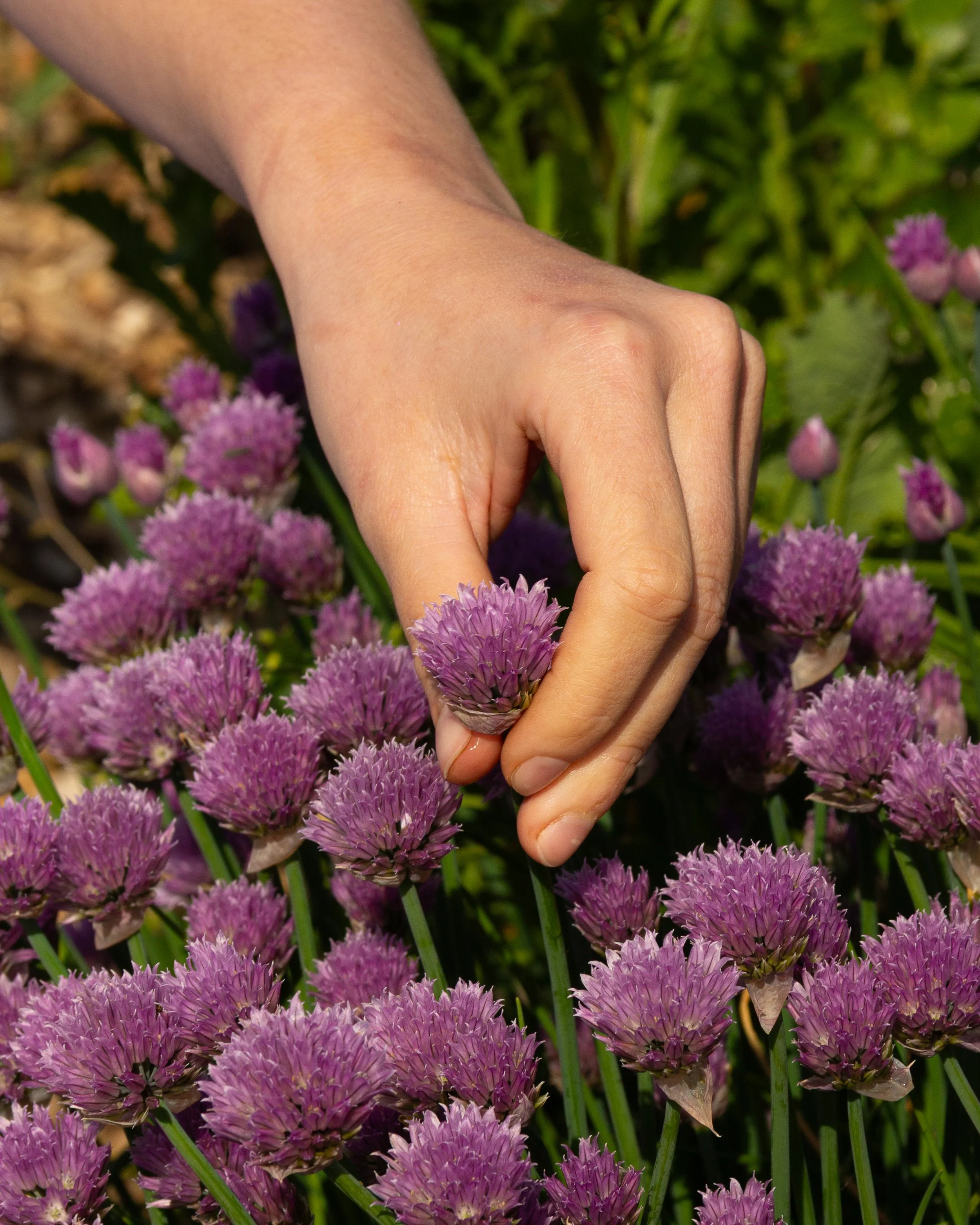 Sous-chef Yade Oudenhoven van Restaurant Blumé plukt verse lila bieslookbloemetjes in een tuin in Groningen die zorgen voor kleur op het bord en een zachte, verfijnde bieslooksmaak.
