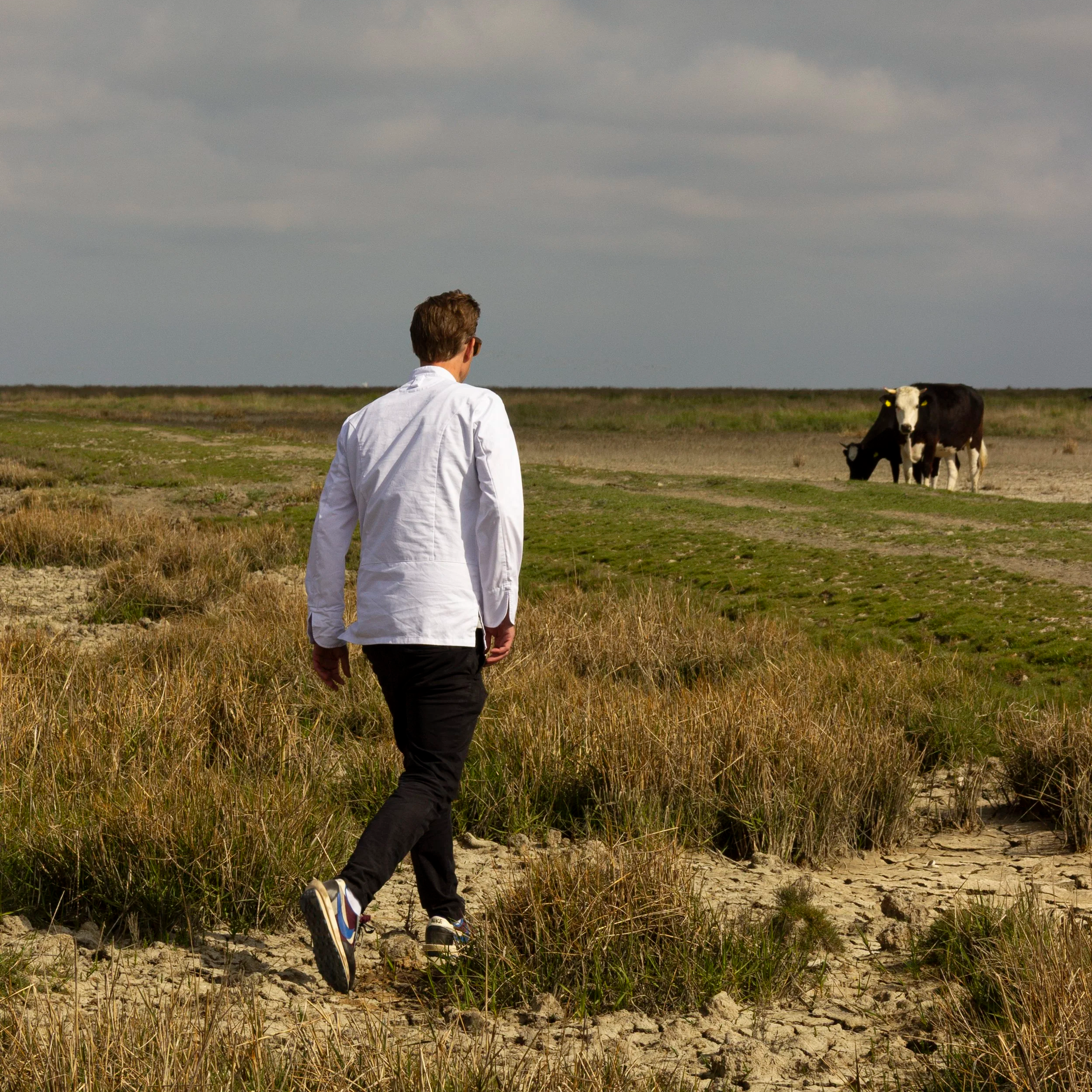 Chef Henrice Dijks van Restaurant Blumé in Groningen wandelt over het Groningse wad bij Holwierde, met grazende Lakenvelders op de achtergrond.