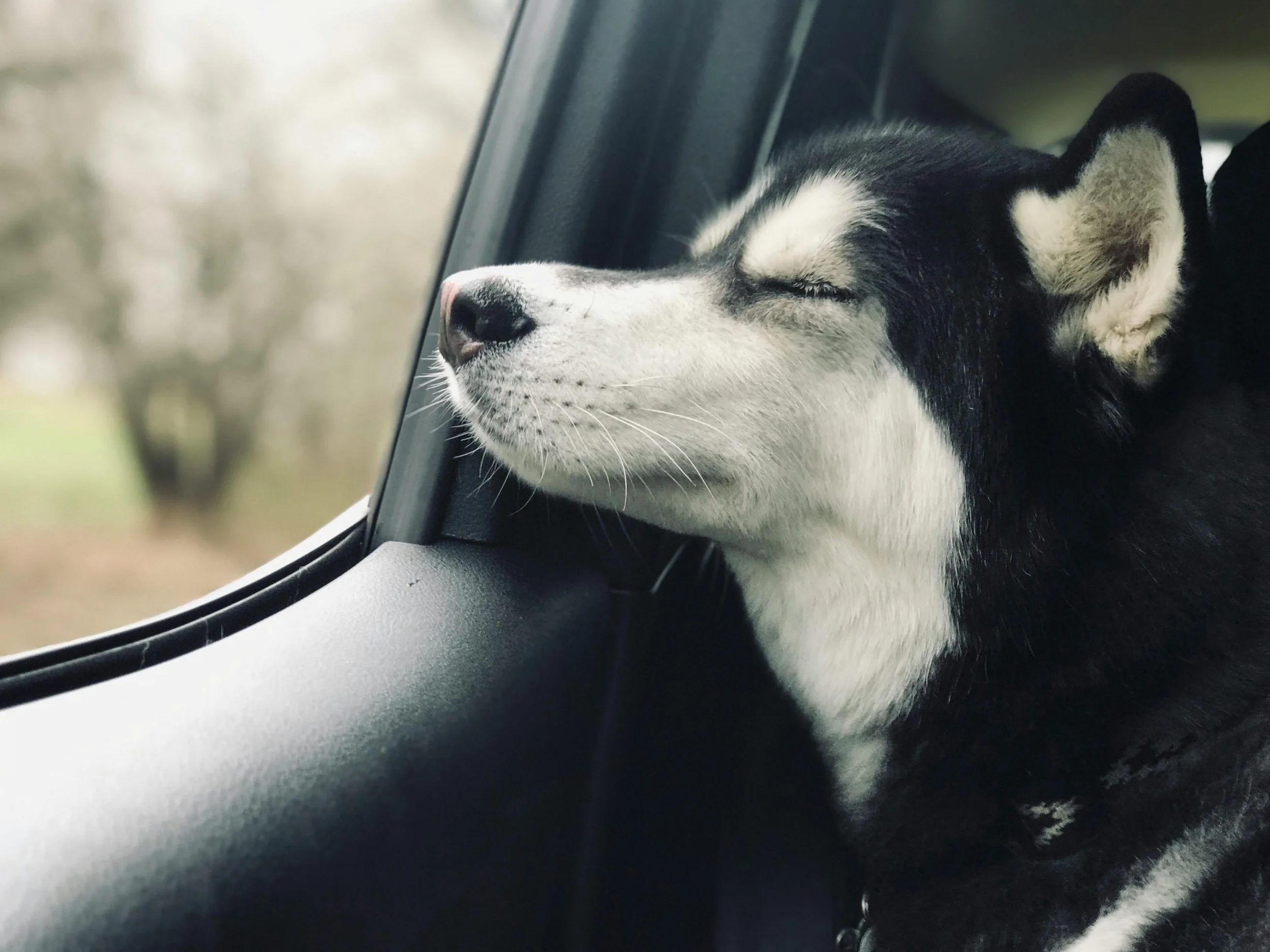 A husky dog with black and white fur is resting with its head on the car window, eyes closed, appearing relaxed.