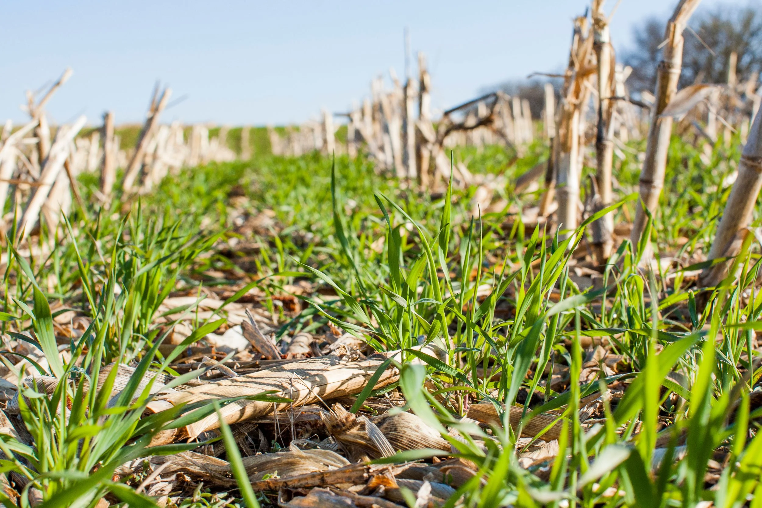 Cover Crop and Seed Spreading