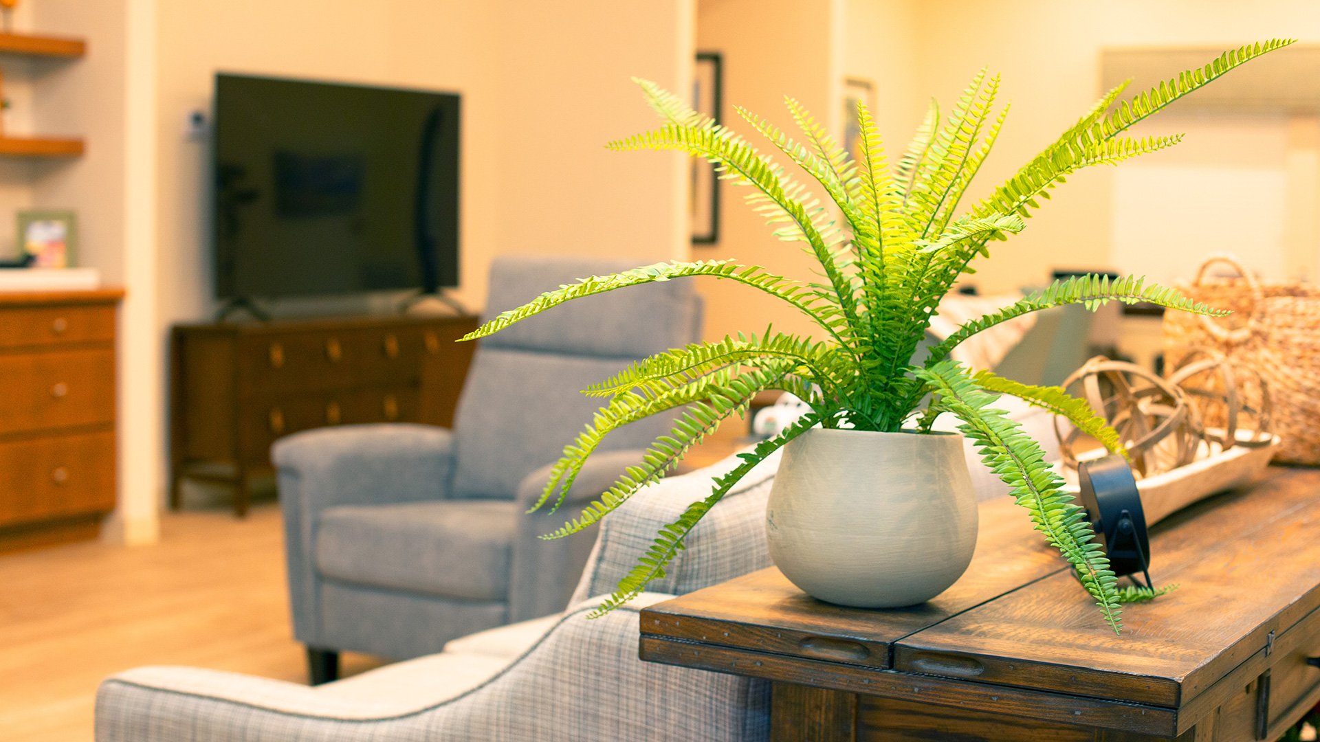 A houseplant with lush green fronds in a white ceramic pot on a wooden table in a cozy living room with a gray armchair, a flat-screen TV, and decor in the background.