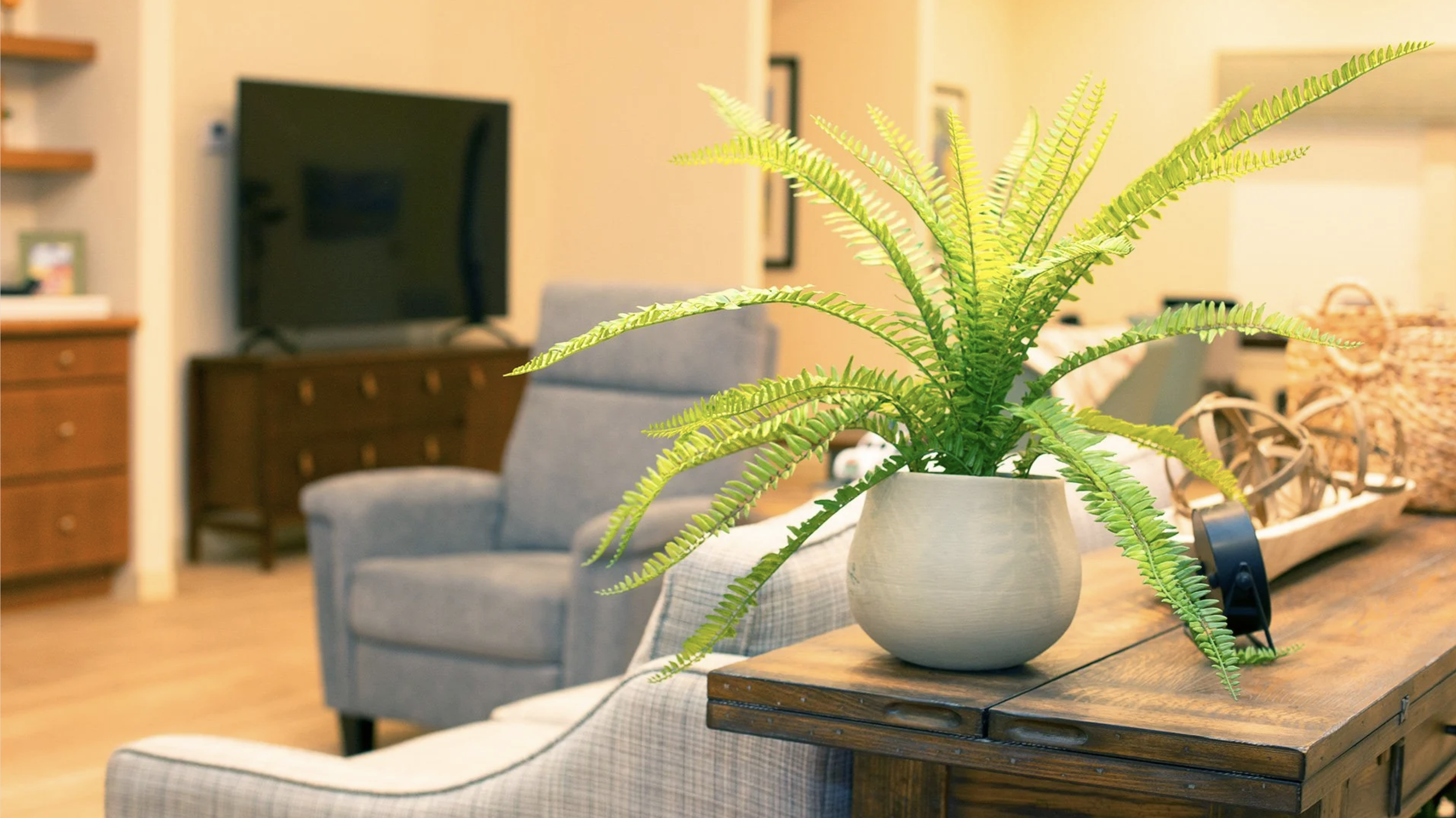A houseplant with lush green fronds in a white ceramic pot on a wooden table in a cozy living room with a gray armchair, a flat-screen TV, and decor in the background.