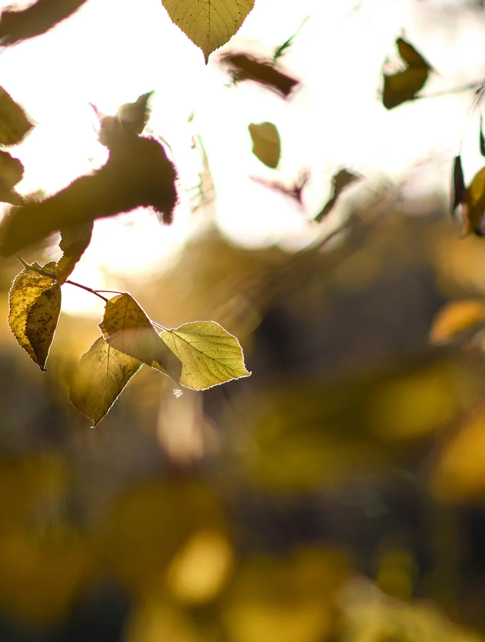 Thérapie holistique à Toulouse par Corps et Sens