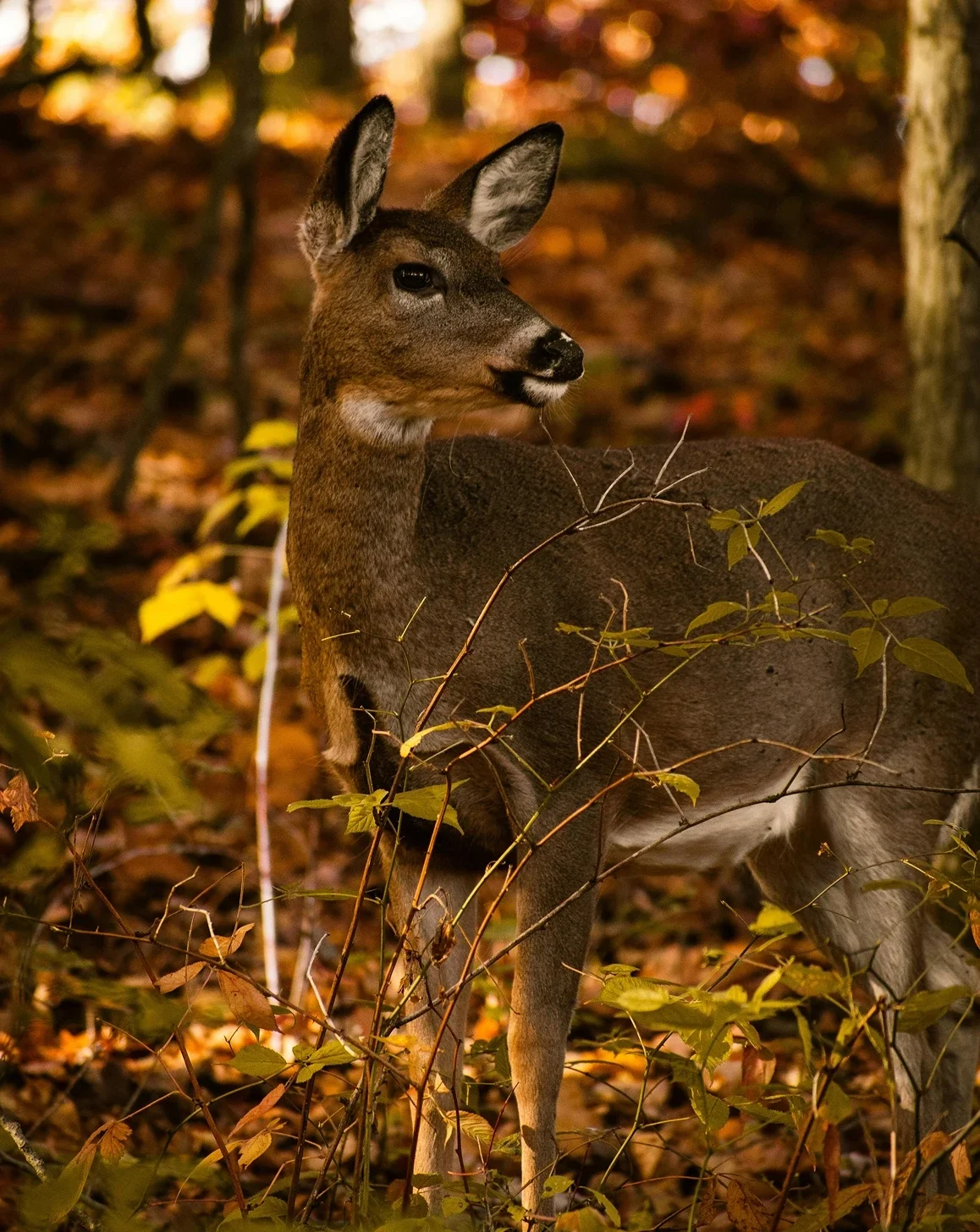 Biche dans une foret automnale, illustrant les bénéfices d'un accompagnement holistique