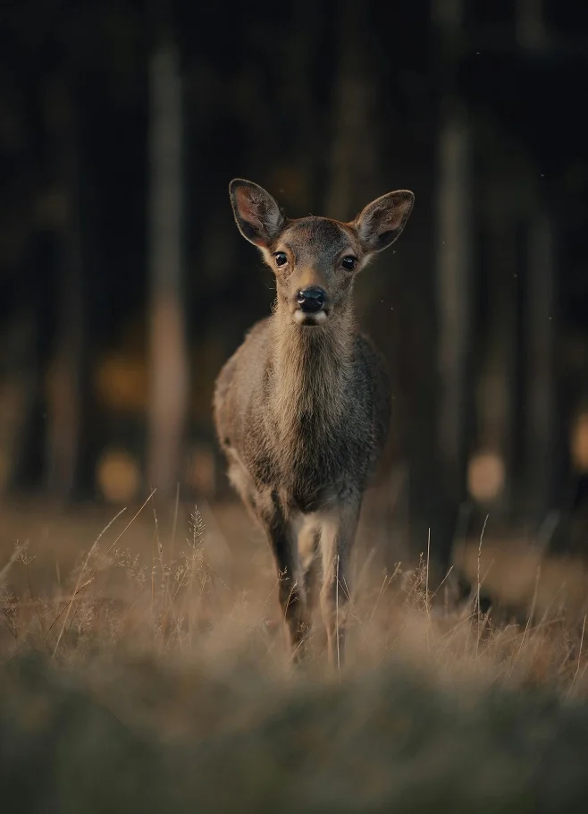 Un jeune cerf dans une forêt au crépuscule.