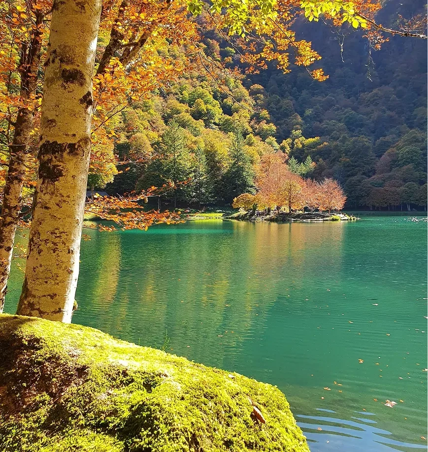 Libération émotionnelle psychogénénalogie