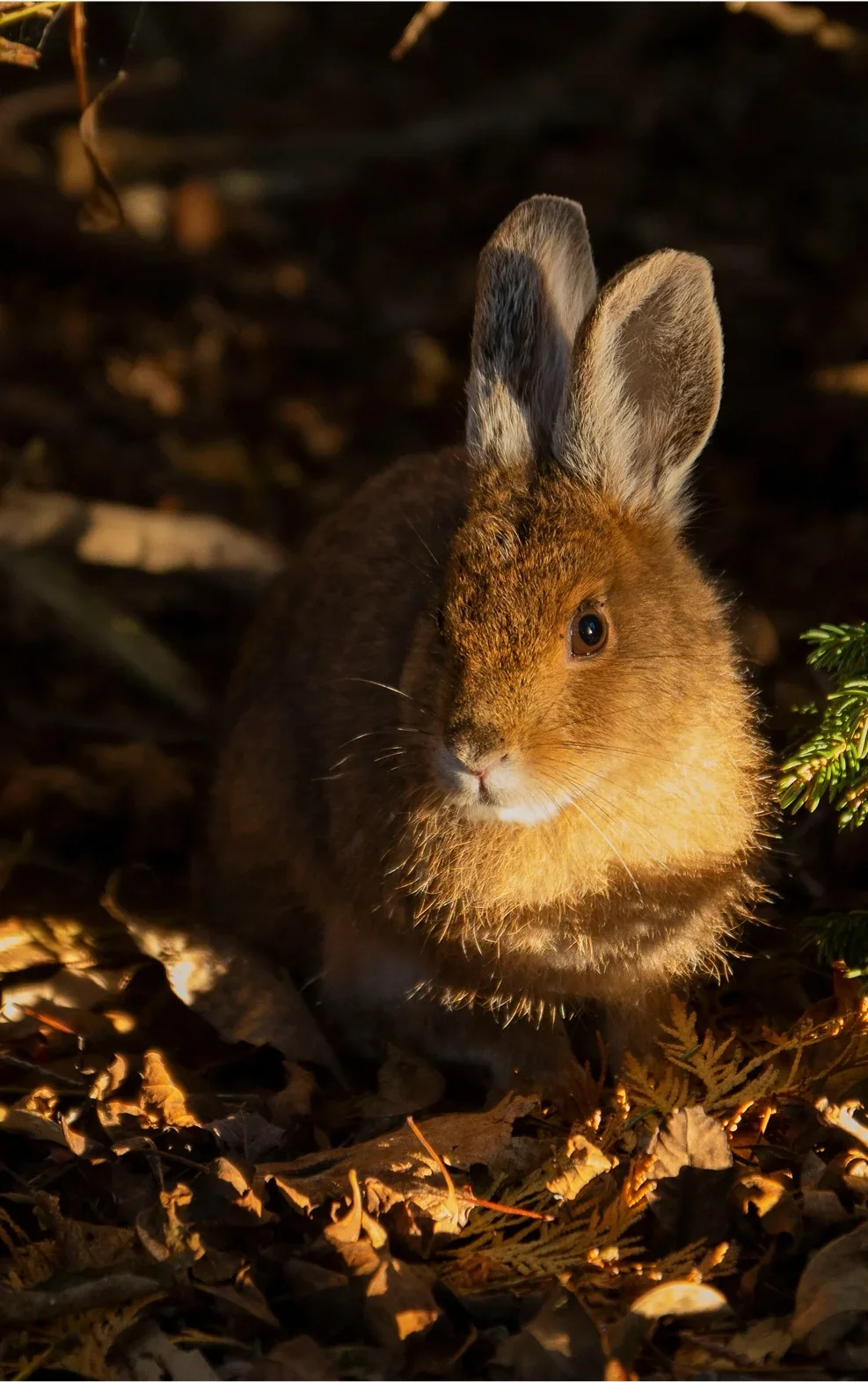 Un lapin marron assis sur des feuilles mortes dans la forêt, éclairé par une lumière chaude.