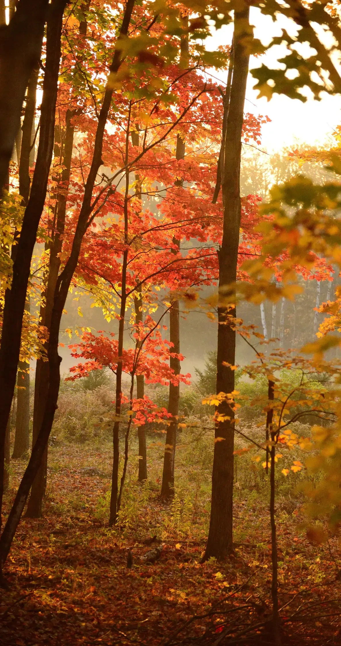 Forêt automnale à Saint-Gaudens