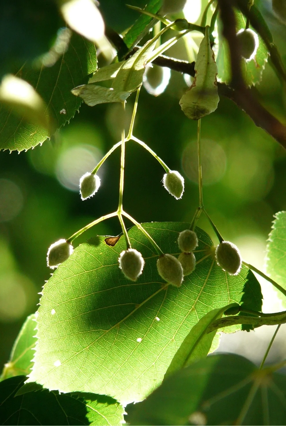 Séance en psychogénéalogie par Corps et Sens à Saint-Gaudens