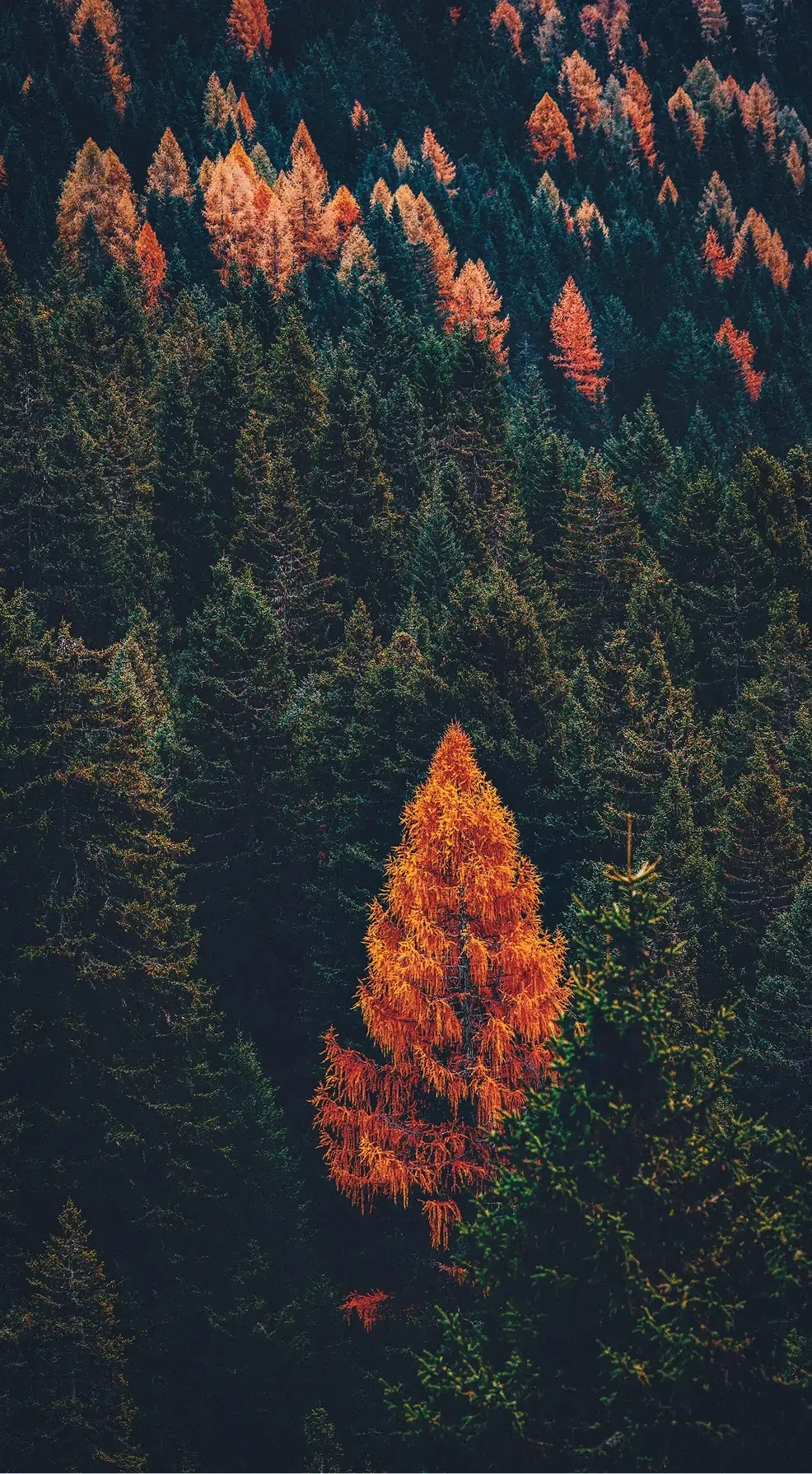 Forêt dense avec arbres verts et orange en automne, un arbre orange brillant au centre