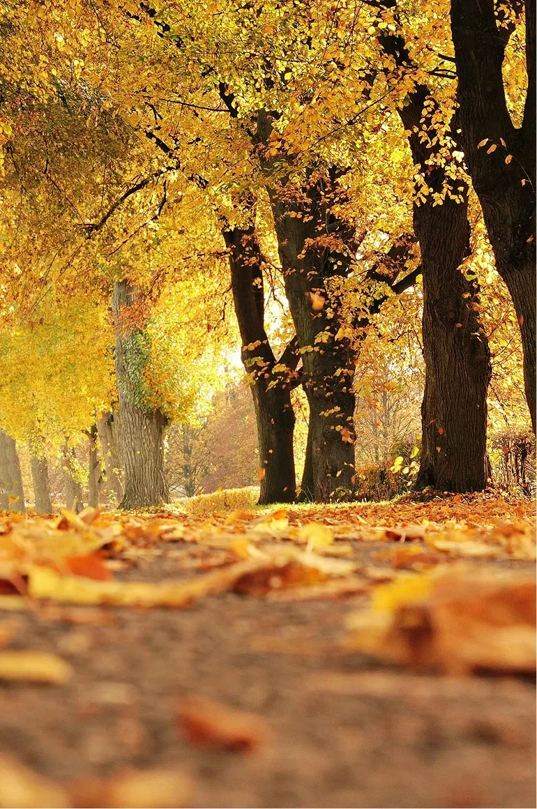 Medecine holistique en psychosomatique et psychogénéalogie Corps et Sens