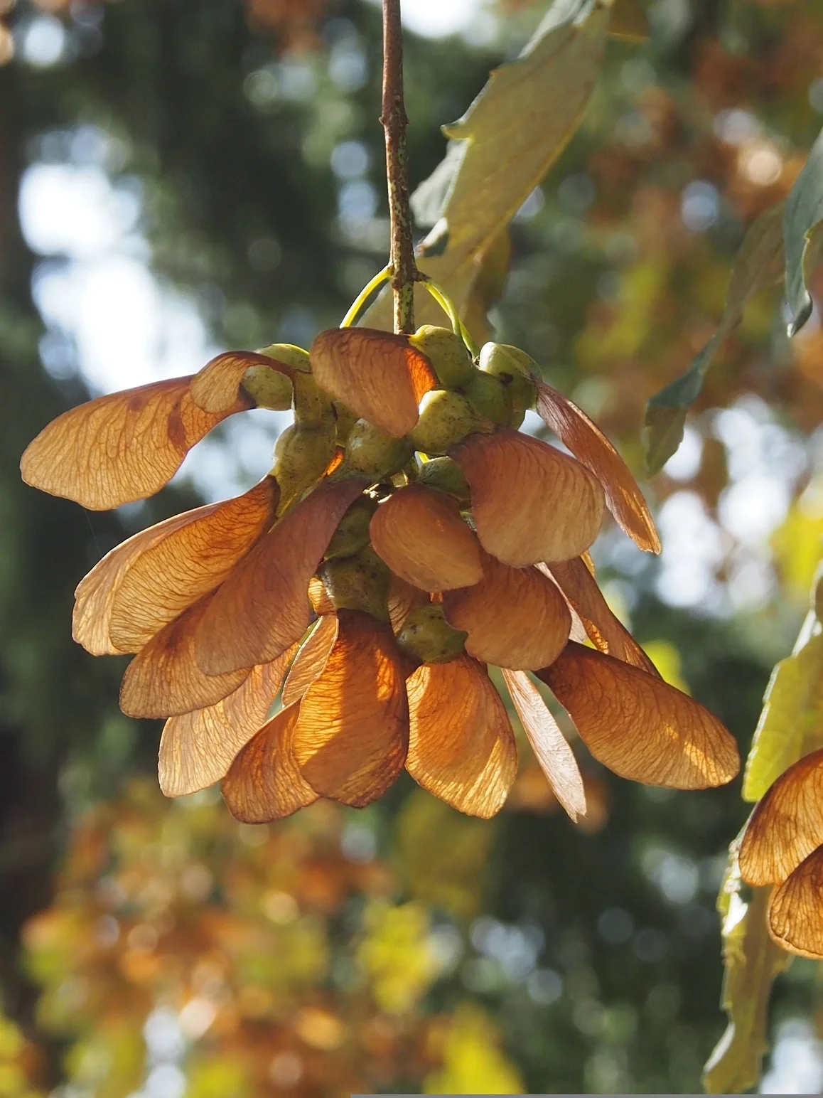 Fleur de tilleuil en automne, avec des feuilles vertes et un fond flou de nature.