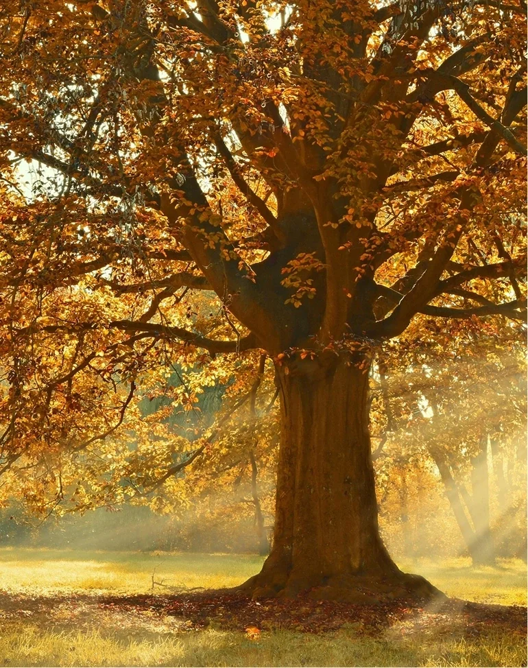Bénéfices séance en transgénérationnelle Corps et Sens à Toulouse