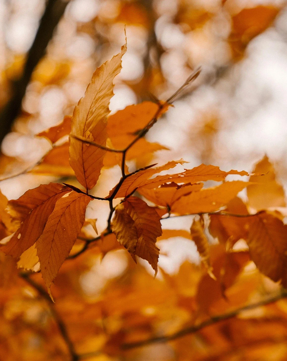 Feuilles d'automne orange-brun sur une branche avec un fond flou.