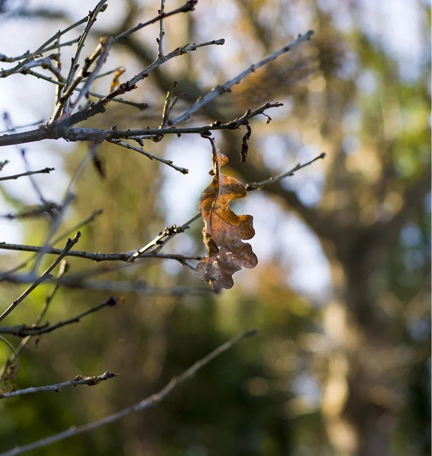Thérapie en psychogénéalogie à Toulouse