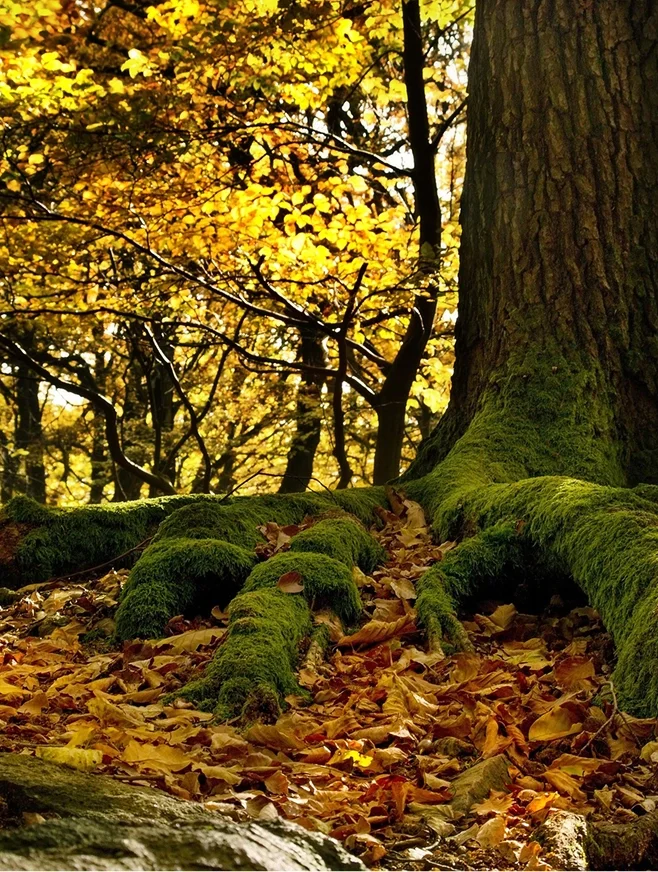 Un arbre dans une forêt en automne, avec des feuilles jaunes et marron par terre, des racines recouvertes de mousse verte, et un feuillage doré en arrière-plan