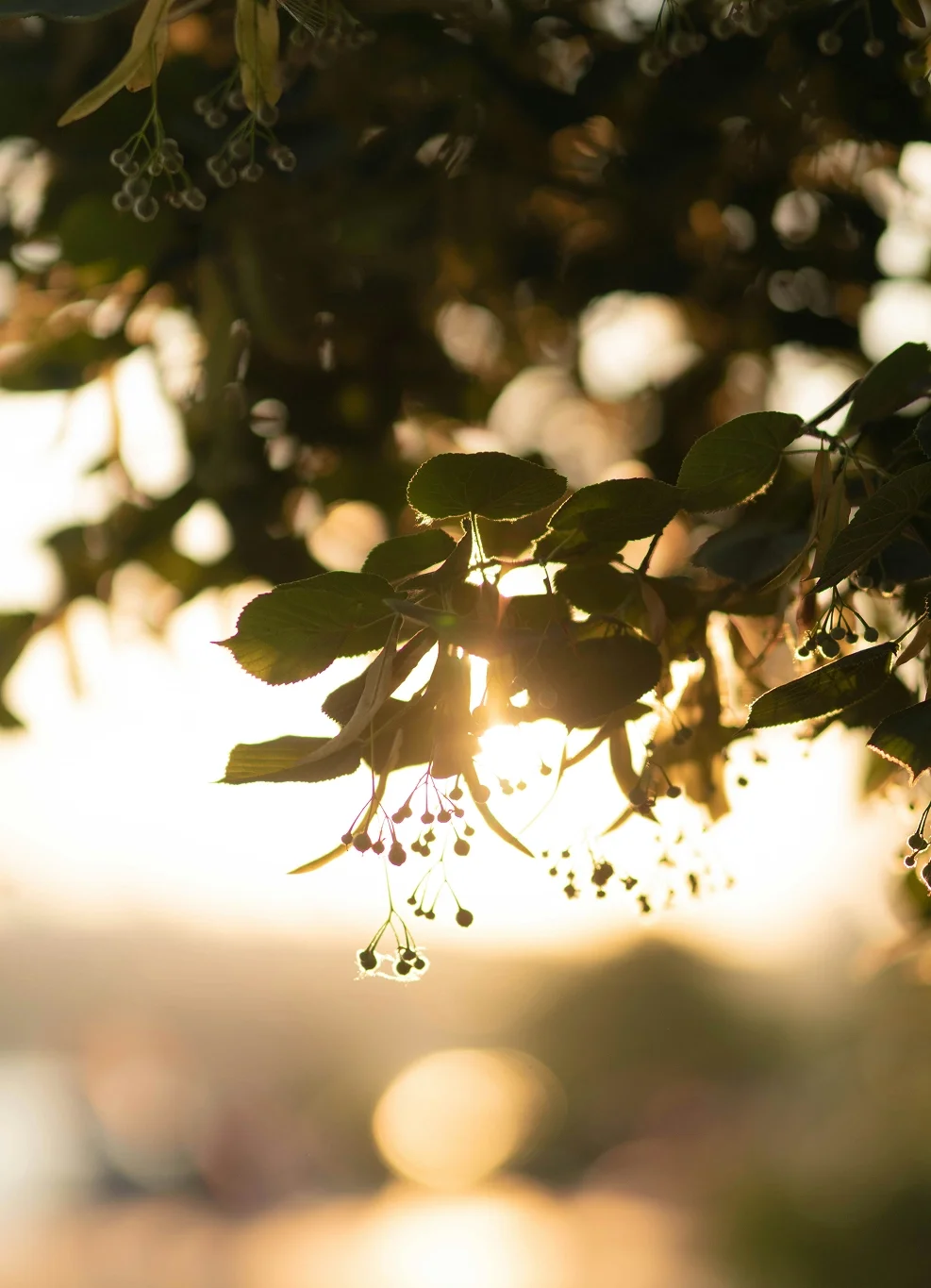 Accompagnement thérapeutique holistique toulouse