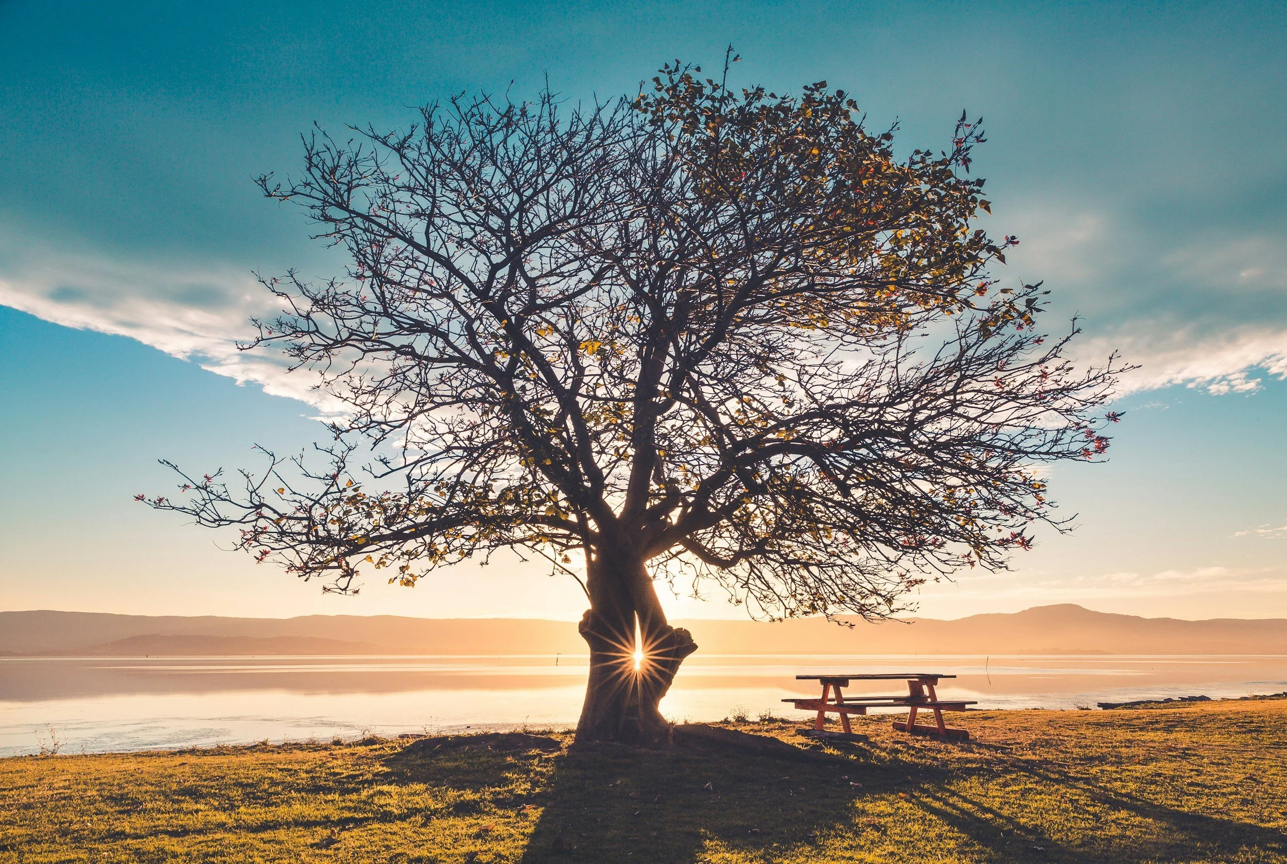 A leafless tree stands by the water with the sun setting behind it, creating a warm glow and starburst effect at its base. There is a picnic table nearby.
