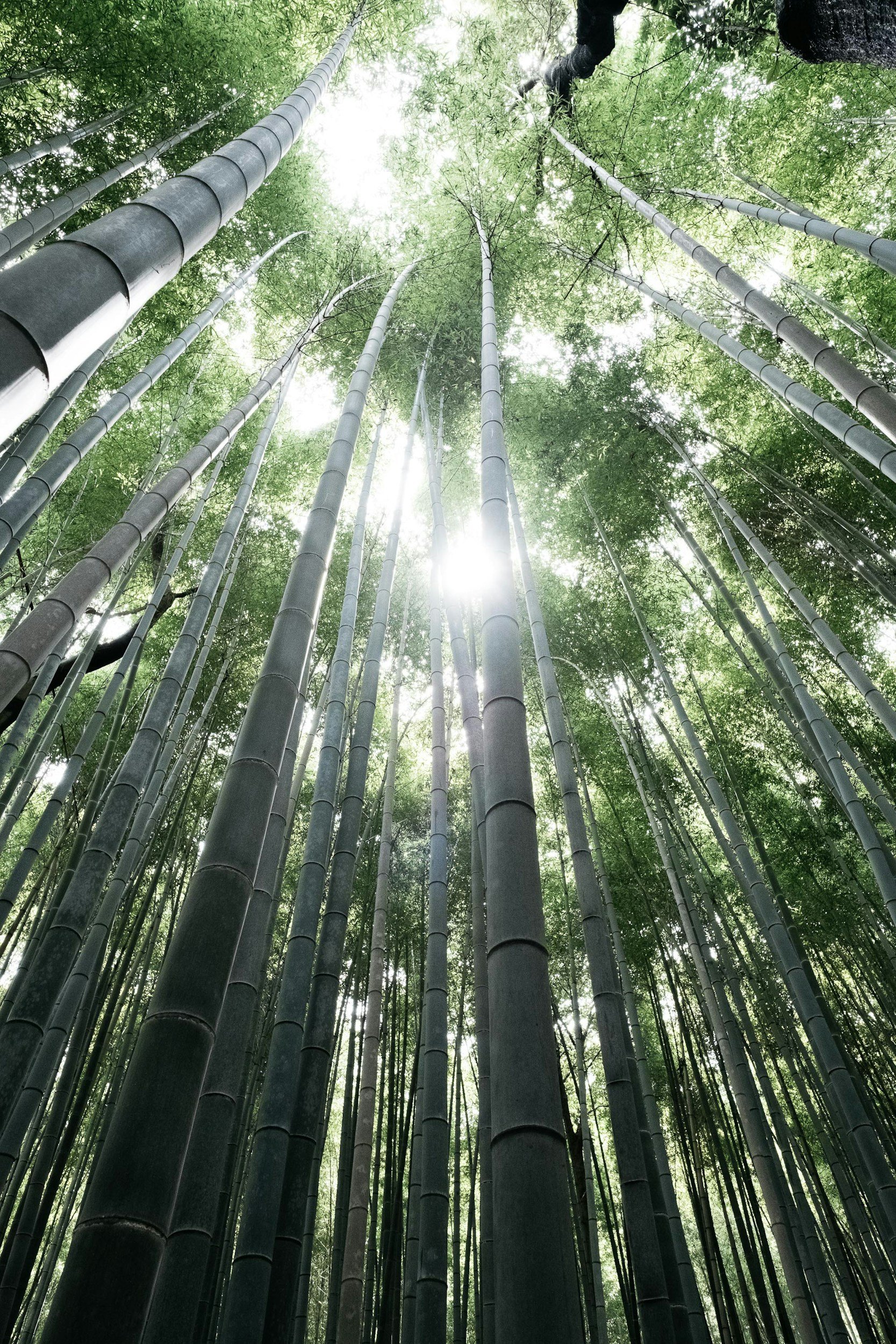 Looking up at tall bamboo trees in a forest with sunlight filtering through the green leaves.
