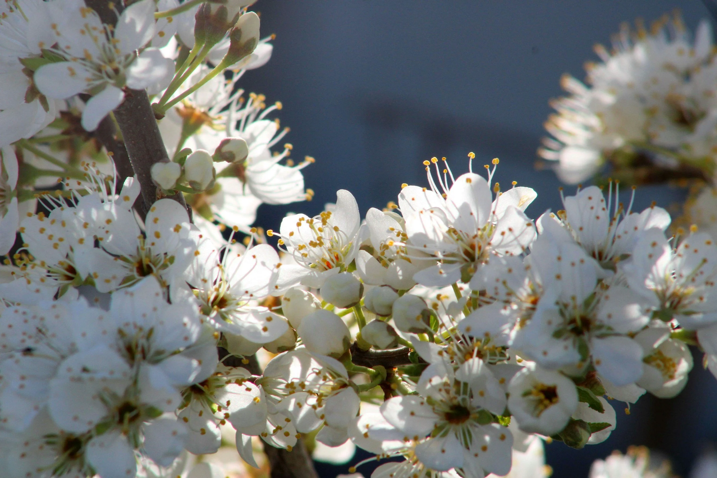 Close-up of white cherry blossoms in bloom on a tree branch.
